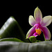 Phalaenopsis bellina , pour Marie - Claire