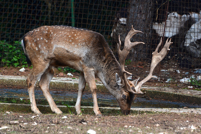 Albania, Llogara, The Spotted Deer