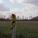 Frog On A Post