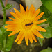 20210830 2614CPw [D~LIP] Ringelblume (Calendula officinalis), Insekt, Bad Salzuflen