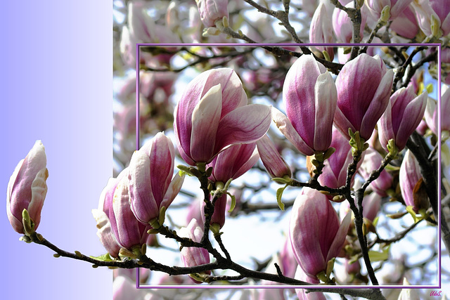 Beginning of spring with magnolias... ©UdoSm