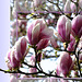 Beginning of spring with magnolias... ©UdoSm