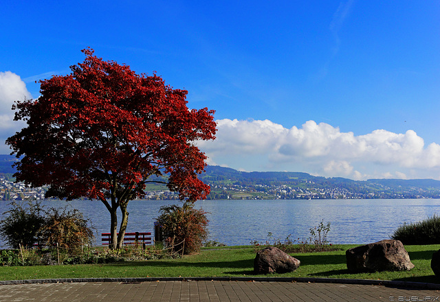 an der Seegartenstrasse Horgen - Blick über den Zürichsee nach Meilen (© Buelipix)