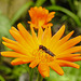 20210830 2618CPw [D~LIP] Ringelblume (Calendula officinalis), Insekt, Bad Salzuflen