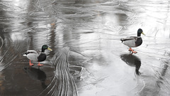 Ducks on ice!