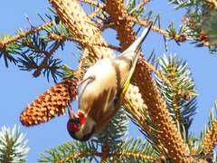 Goldfinch feeding off pine cone