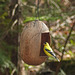 Day 7, Trinidad bird feeder, Tadoussac