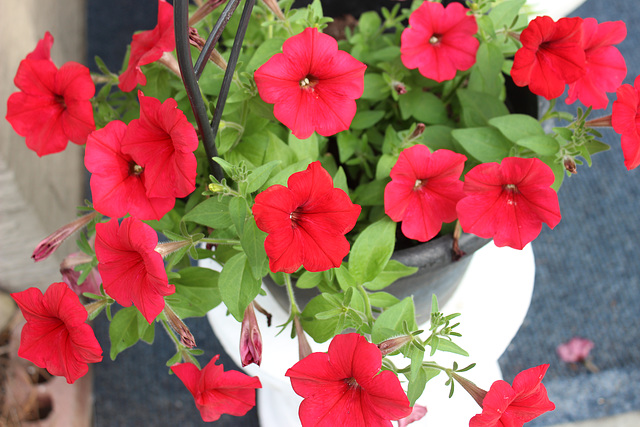 This container welcomes you under our Carport :))  Petunias :)