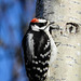 Day 7, Downy Woodpecker, Tadoussac