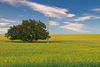tree and pole in canola
