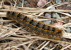 Garden Tiger Moth Caterpillar(Arctia caja) , Letterewe 21st May 2005