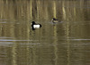 Tufted Ducks in reflections of the reeds