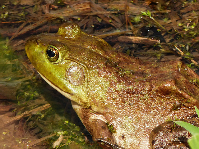 Day 3, Green Frog (?) near the path, Hillman Marsh