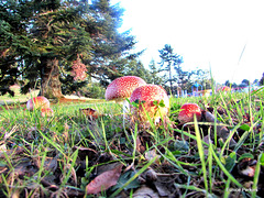 Fungi In Glenkill Park