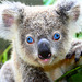 Koala aux yeux bleus