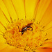 20210830 2620CPw [D~LIP] Ringelblume (Calendula officinalis), Insekt, Bad Salzuflen