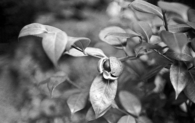 Camellia seed