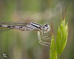 199/366: Silver Damselfly Close-Up (+1 note)