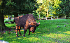 Wisent-European bison