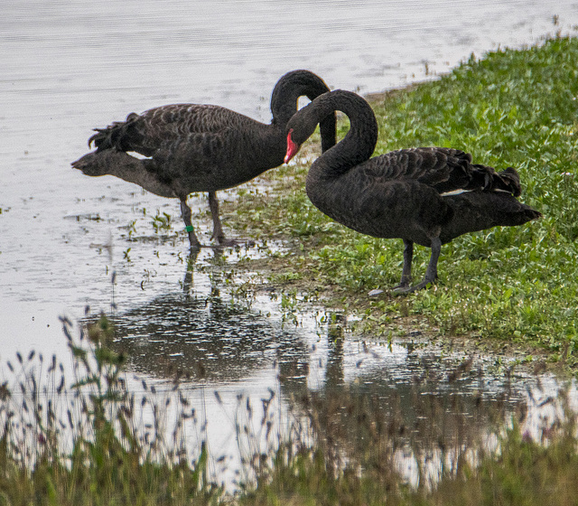 Black swans. v4jpg