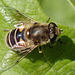 P9130406Hoverfly