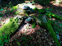 World Photography Day - Stump, mushrooms, moss...