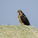 Swainson's Hawk watching for its next snack