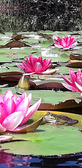 Flowering pond