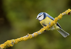 Mésange bleue