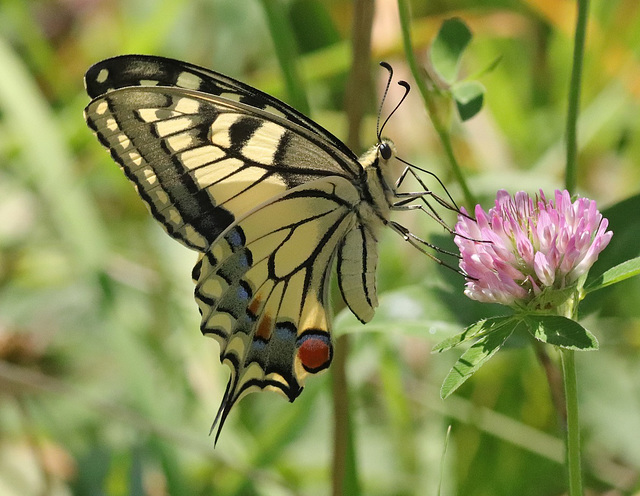 Un  Machaon (Papilio machaon)