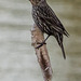 Mme Red-winged Blackbird