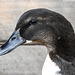 Unknown duck species (domestic)