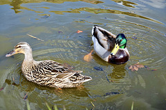 Ducks on the Shropshire Union canal