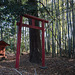 Small red shrine in the bamboo bush