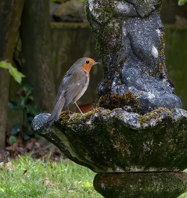 Our robin takes notice before he drinks.