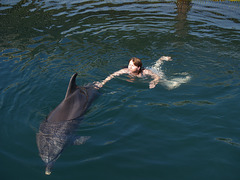 Плаваем с дельфином / Swimming with Dolphin