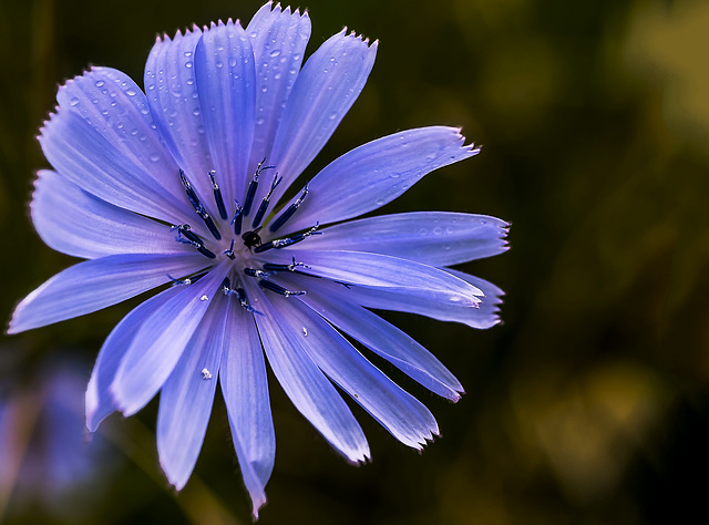 flor de achicoria flor de achicoria
