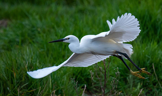 Little egret in flight