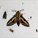 Bedstraw Hawk-Moth ~ Walstropijlstaart (Hyles gallii) in the middle...
