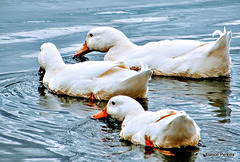 Three White Ducks
