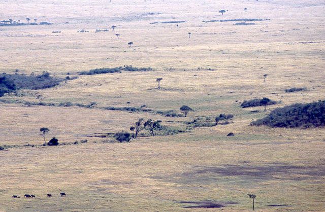 Classic savanna view with elephant herd