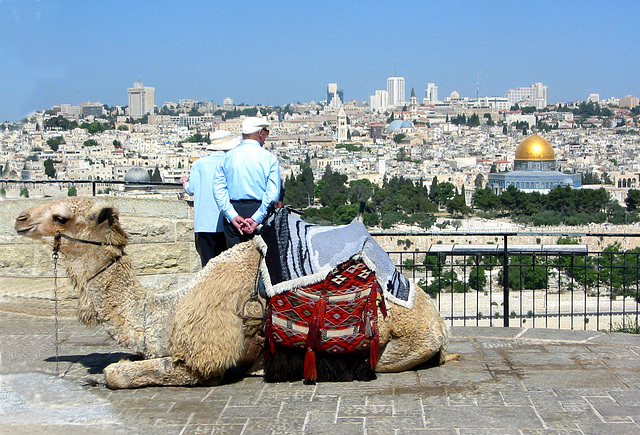 Dromedary waiting for tourist at Mount Scopus .