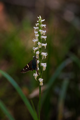 Spiranthes odorata (Fragrant Ladies'-tresses orchid) + Urbanus proteus (Long-tailed Skipper)