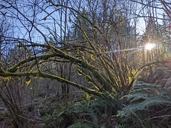 Sunlight Moss