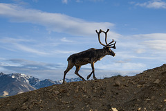 Caribou Denali Nat Park Alaska