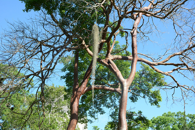 Guatemala, Red Bark Trees in the Park of Tikal