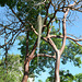 Guatemala, Red Bark Trees in the Park of Tikal