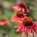113/366: Amazing Pink and Orange Echinacea (+1 in a note)