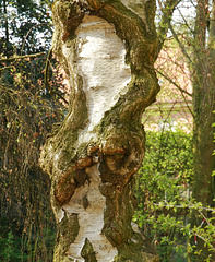 Maria in der Birke - Madonna of the birch