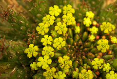 Euphorbia esculenta